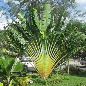 Tin Woodsman Palm Tree Seeds (Pachypodium Geayi) Tyn3sw (20