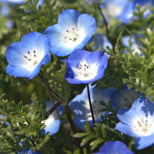 Nemophila menziesii Baby Blue Eyes