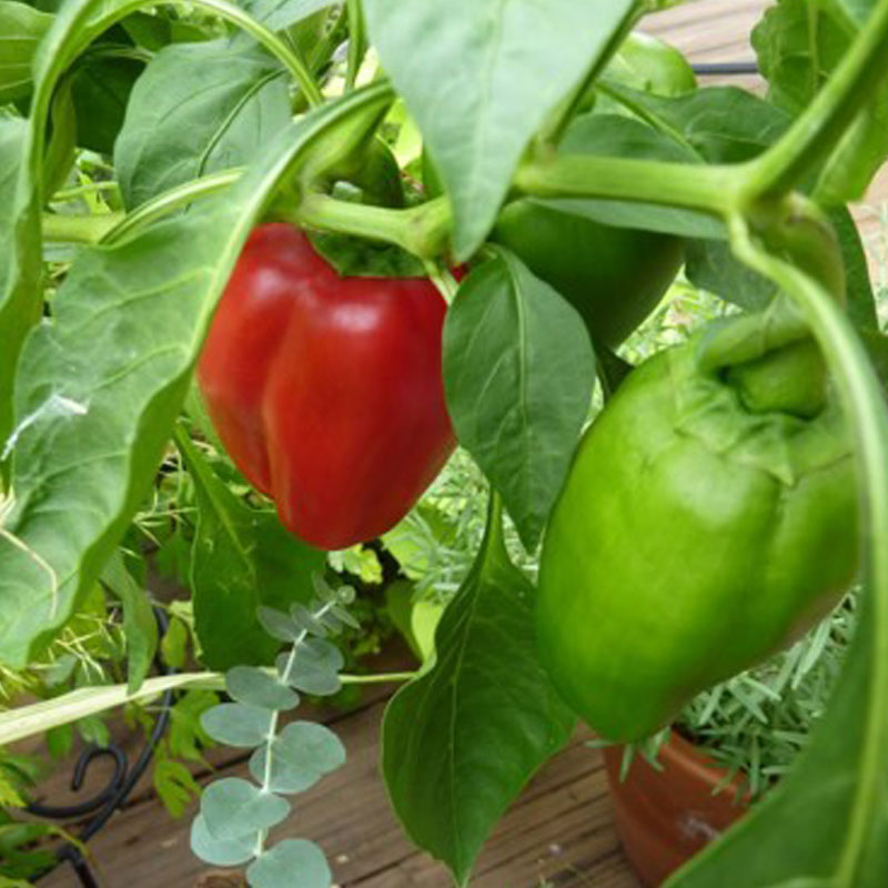 California wonder pepper deals