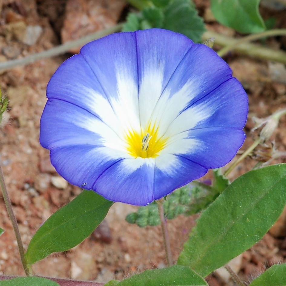 Dwarf Morning Glory Convolvulus Tricolor Blue SeedsProduct RatingAdd Your ReviewAsk a Question