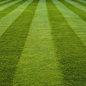 Front Lawn Fine Luxury Grass Seed; Pristine &  Rye Free