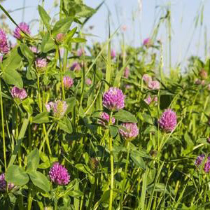 Red Clover Ley