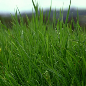 10 Species With Clover Meadow Grass Seed