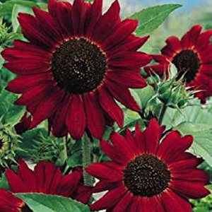 Red Sunflower Seeds bulk buy