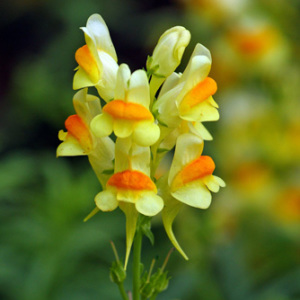 Common Toadflax Perennial Seeds