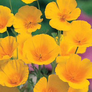 California Poppy Seeds Californian poppy