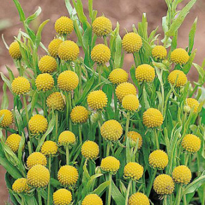 Cephalaphora Aromatica 'Pineapples' Seeds