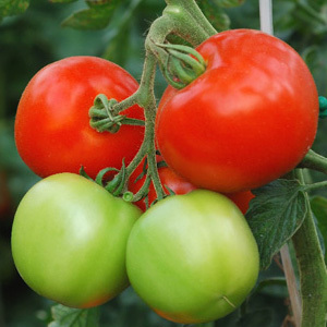 Tomato 'Orkado F1' Seeds