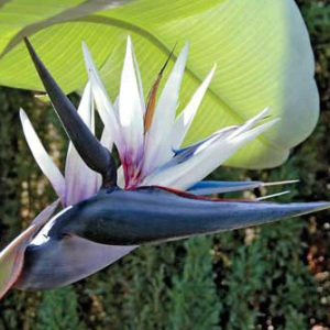 Strelitzia Nicolai 'Bird of Paradise White' Seeds