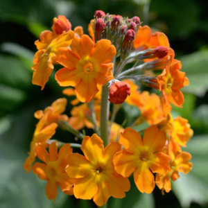 Primula Bulleyana 'Candelabra Primose' Seeds