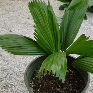 Licuala Grandis 'Ruffled Fan Palm' Seeds