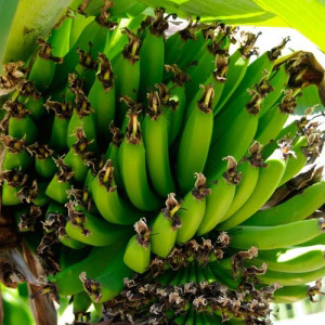 Banana Plant Musa Acuminata Seeds