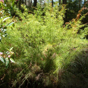 Baloskion Tetraphyllum 'Tassel Rope' Seeds