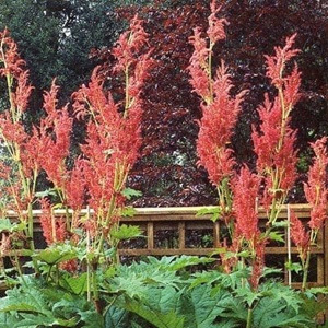 Rheum Palmatum Tanguticum 'Chinese Rhubarb' Seeds