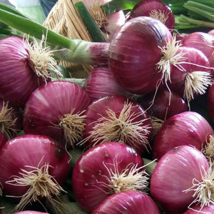 Onion 'Red Brunswick' Seeds
