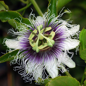 Passiflora Edulis Flavicarpa 'Blue Passion Fruit' Seeds