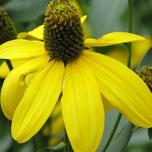 Rudbeckia Laciniata 'Green-Head Coneflower' Seeds