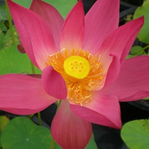 Nelumbo Nucifera 'Water Lily' Mix Seeds
