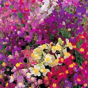 Linaria Maroccana Northern Lights Seeds