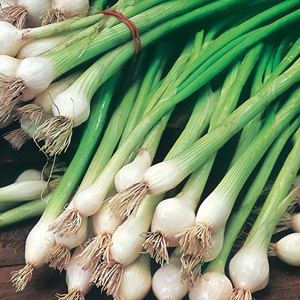 Spring Onion 'White Lisbon' Seeds