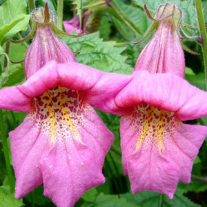 Rehmannia Elata 'Chinese Foxglove' Seeds