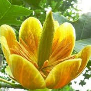 Liriodendron Chinense 'Chinese Tulip Tree' Seeds
