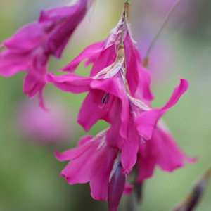 Dierama Pulcherrimum 'Blackbird' Seeds