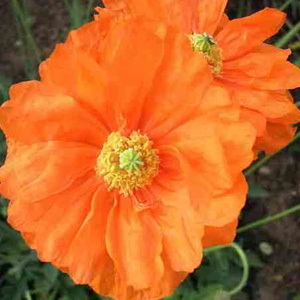 Papaver Rupifragum 'Orange Feathers' Seeds