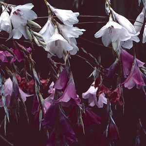 Dierama Pulcherrimum 'Strawberry Ice Cream' Seeds