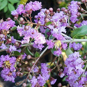 Lagerstroemia Thorelii Seeds