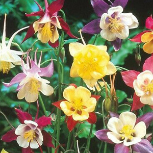 Aquilegia 'Granny's Bonnets' Mixed Seeds