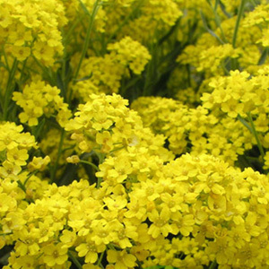 Aurinia Saxatilis Compactum 'Gold Ball' Seeds