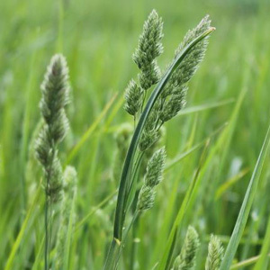 Cocksfoot Grass Seed