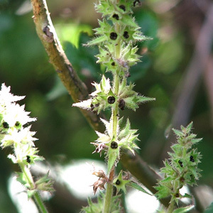 Hedge Woundwort Stachys Sylvatica Perennial Seeds
