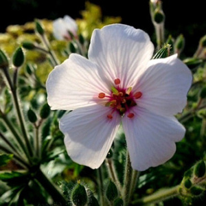 Geranium Maderense 'Guernsey White' Seeds