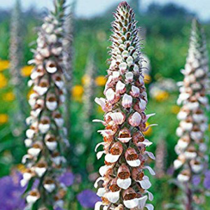 Digitalis Lanata 'Grecian Foxglove' Seeds