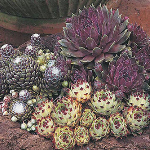 Sempervivum Hybridum 'Houseleek' Seeds