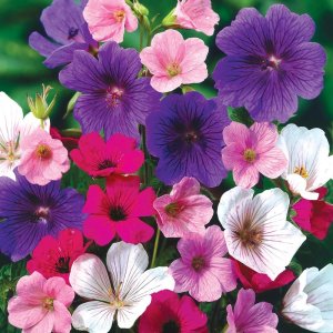 Hardy Geranium Mix Seeds