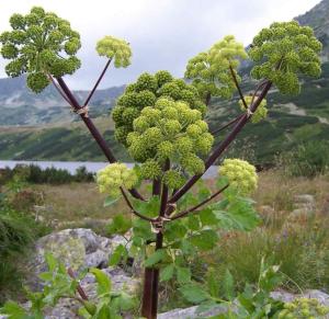 Angelica Archangelica 'Wild Celery' Seeds