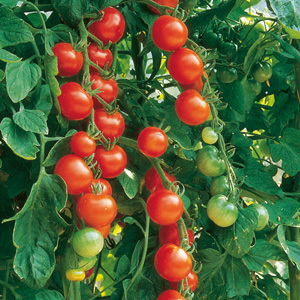 Tomato  Gardener's Delight Seeds Gardeners Delight