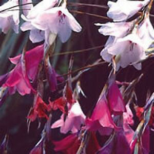 Dierama Mixed Species Seeds