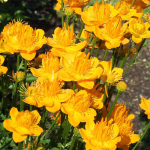 Trollius Chinensis 'Chinese Globeflower' Seeds