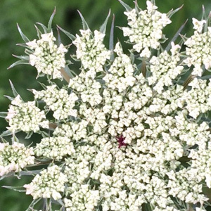 Wild Carrot Seeds Daucus Carota Wild Flowers