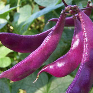 Dolichos Lab Lab 'Ruby Moon' Seeds
