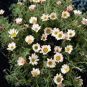 Anacyclus Depressus 'Garden Gnome' Seeds
