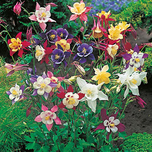 Aquilegia 'McKana Giant' Mixed Seeds