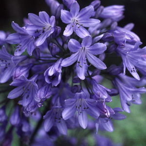 Agapanthus 'Headbourne Hybrids' Seeds