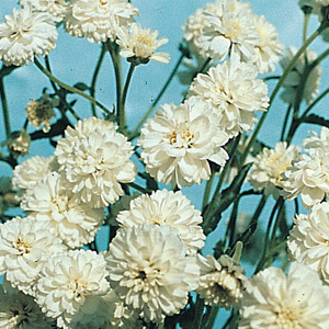 Achillea Ptarmica 'Ballerina' Seeds
