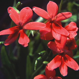 Anomatheca Laxa Seeds