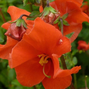 Alonsoa Starlets Seeds